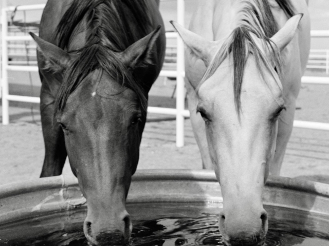 Photo Canvas of Two Horses 